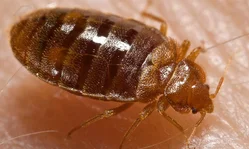 Bed bugs control
